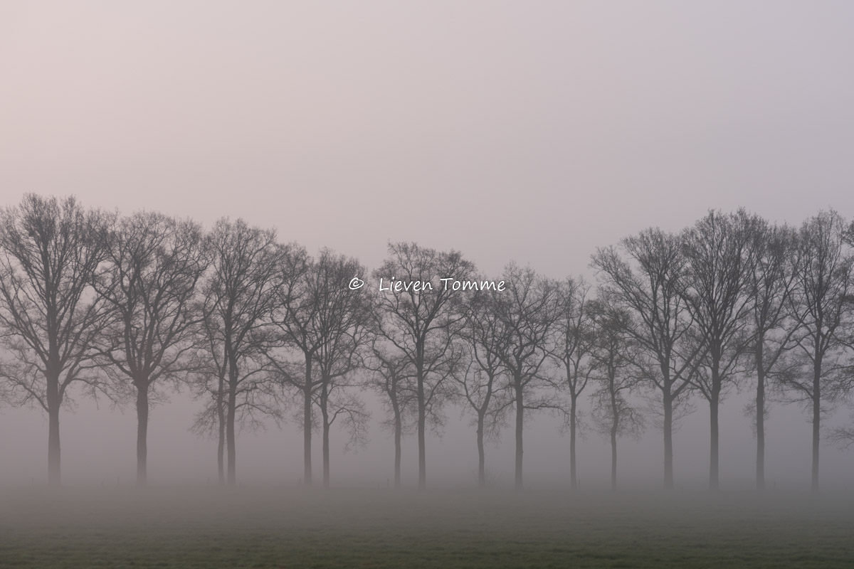 A lane of trees on a misty day