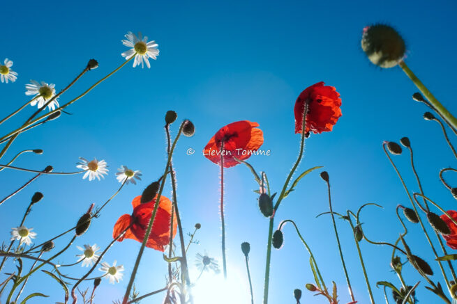 Poppies